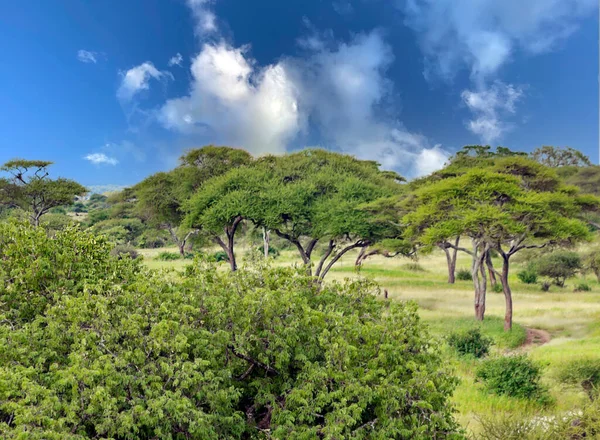 Acácias Nos Prados Quênia Com Nuvens Céu — Fotografia de Stock