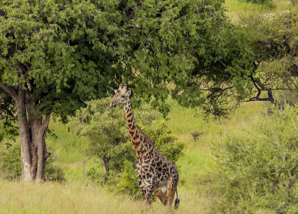 Žirafy Loukách Akáciemi Keni Zamračený Den — Stock fotografie
