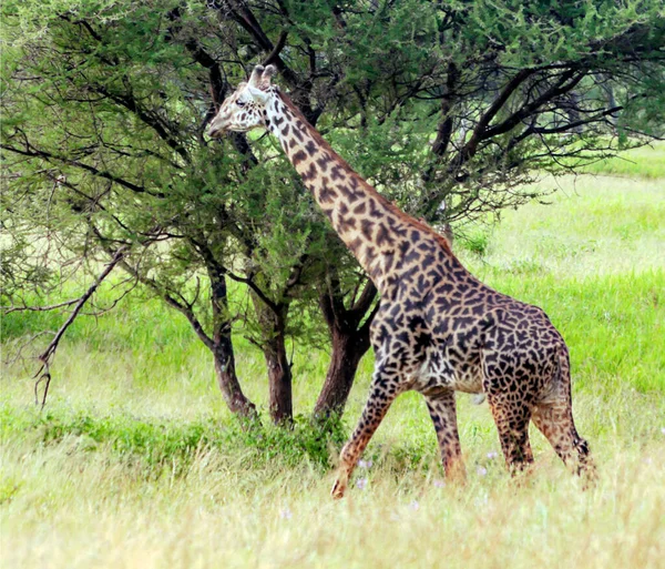 Girafes Dans Les Prairies Avec Des Acacias Kenya Par Une — Photo