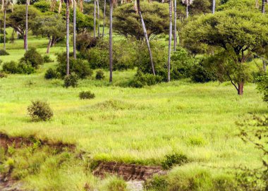 Kenya 'nın çayırlarında, gökyüzünde bulutlar olan Acacias ağaçları.