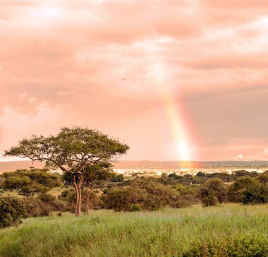 Kenya 'nın çayırlarında, gökyüzünde bulutlar olan Acacias ağaçları.