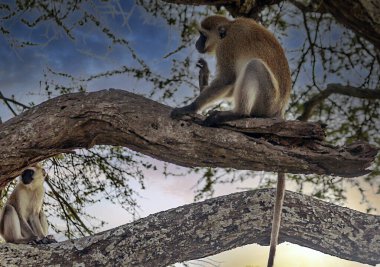 Babunlar bulutlu bir günde Kenya ormanında oturuyor.