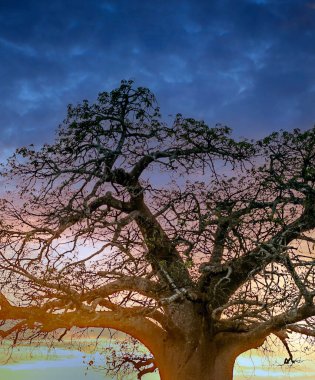 Kenya 'da gün batımında Acacias ağaçları