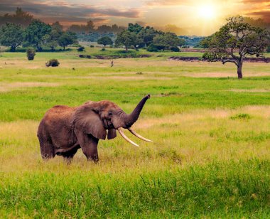 Bulutlu bir günde Kenya 'dan gelen asyalar ile çayırlardaki filler