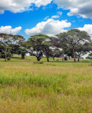 Kenya 'nın çayırlarında, gökyüzünde bulutlar olan Acacias ağaçları.