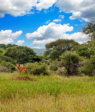 Bulutlu bir günde Kenya 'da Impalas