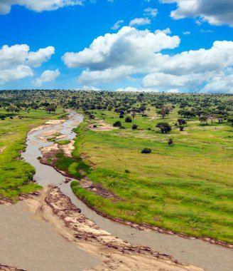 Kenya 'nın çayırlarında, gökyüzünde bulutlar olan Acacias ağaçları.