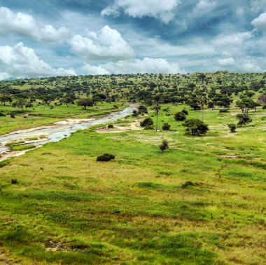Kenya 'nın çayırlarında, gökyüzünde bulutlar olan Acacias ağaçları.