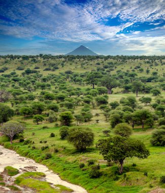 Kenya 'nın çayırlarında, gökyüzünde bulutlar olan Acacias ağaçları.