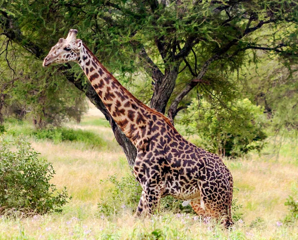 Žirafy Loukách Akáciemi Keni Zamračený Den — Stock fotografie