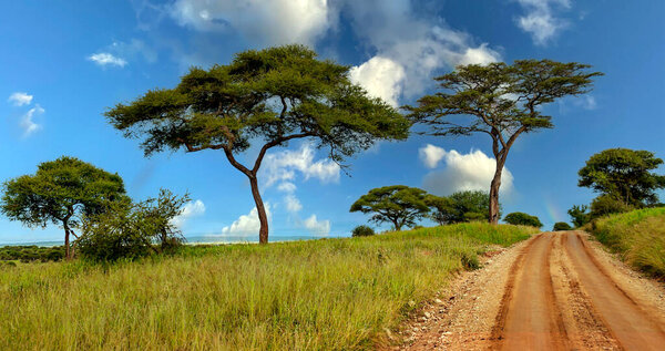 Acacias trees in the meadows of Kenya with clouds in the sky