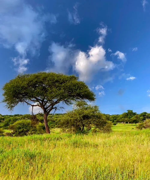 Acacias Arbres Dans Les Prairies Kenya Avec Des Nuages Dans — Photo