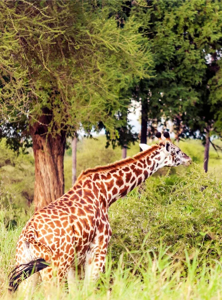 Girafes Dans Les Prairies Avec Des Acacias Kenya Par Une — Photo