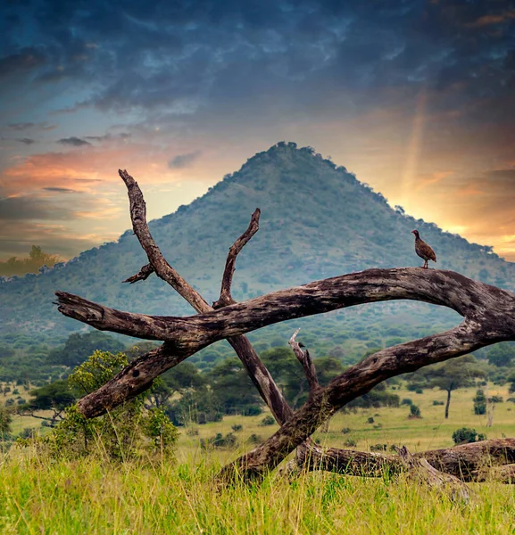 Acácias Pôr Sol Quénia — Fotografia de Stock