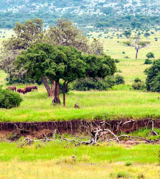 Acacias Bomen Weiden Van Kenia Met Wolken Lucht — Stockfoto