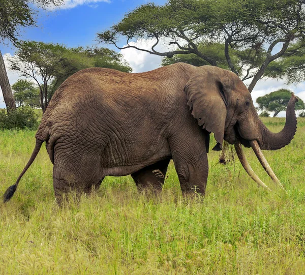 Elefanti Nei Prati Con Acacie Dal Kenya Una Giornata Nuvolosa — Foto Stock