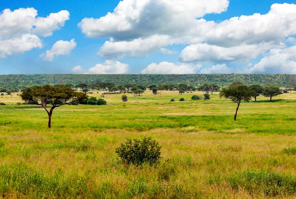 Acacias Arbres Dans Les Prairies Kenya Avec Des Nuages Dans — Photo