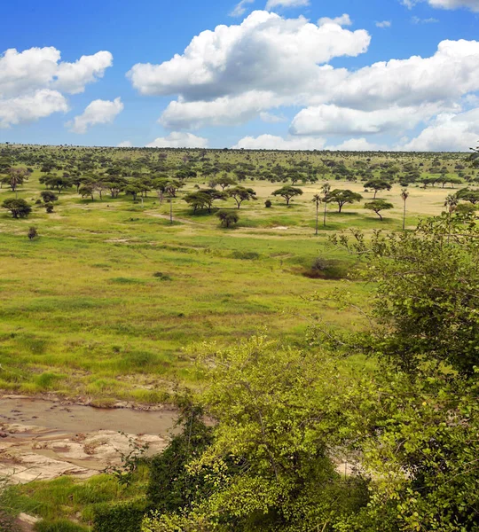Acacias Arbres Dans Les Prairies Kenya Avec Des Nuages Dans — Photo