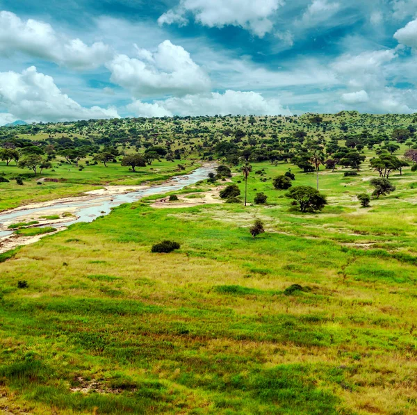 Kenya Nın Çayırlarında Gökyüzünde Bulutlar Olan Acacias Ağaçları — Stok fotoğraf