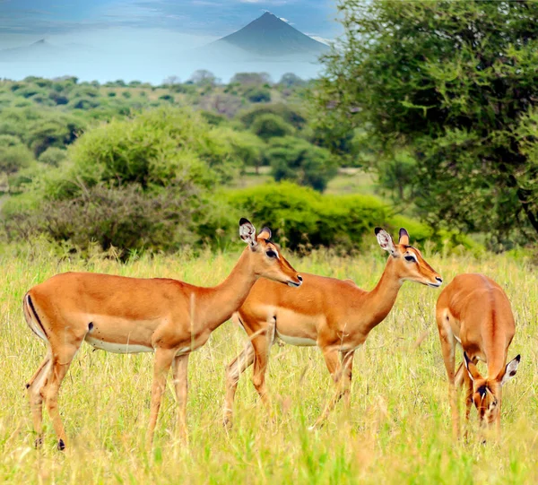 Impalas Ängar Med Akacior Från Kenya Molnig Dag — Stockfoto