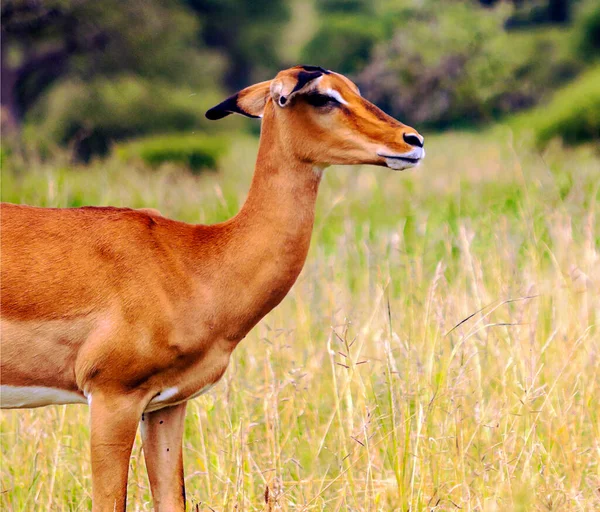 Anteloper Kenyas Ängar Molnig Dag — Stockfoto