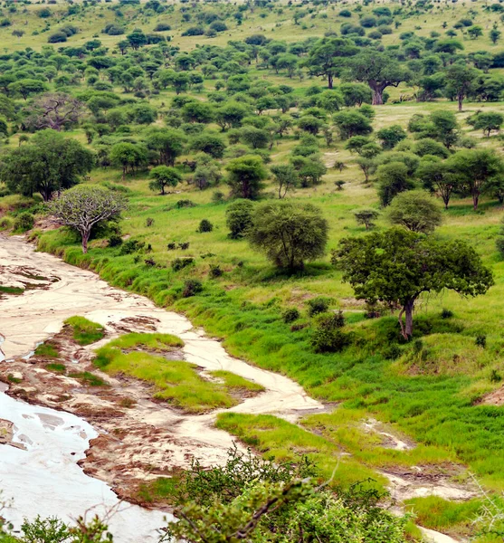 Río Con Acacias Kenia Día Nublado — Foto de Stock