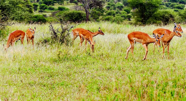 Antelopes Nos Prados Quênia Dia Nublado — Fotografia de Stock