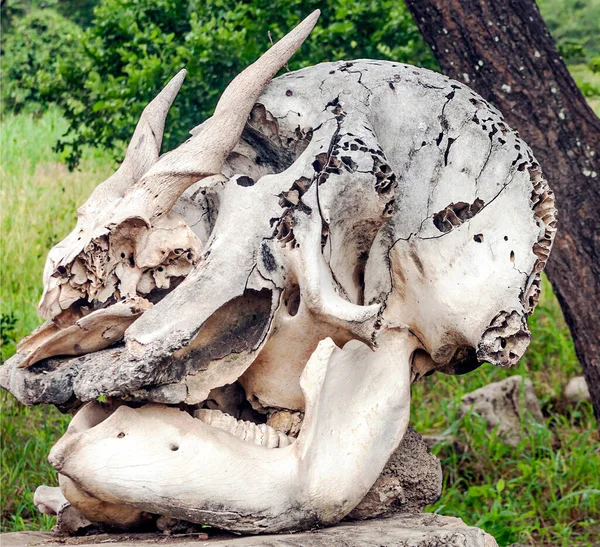 Спочинок Кісток Рогами Луках Кенії — стокове фото