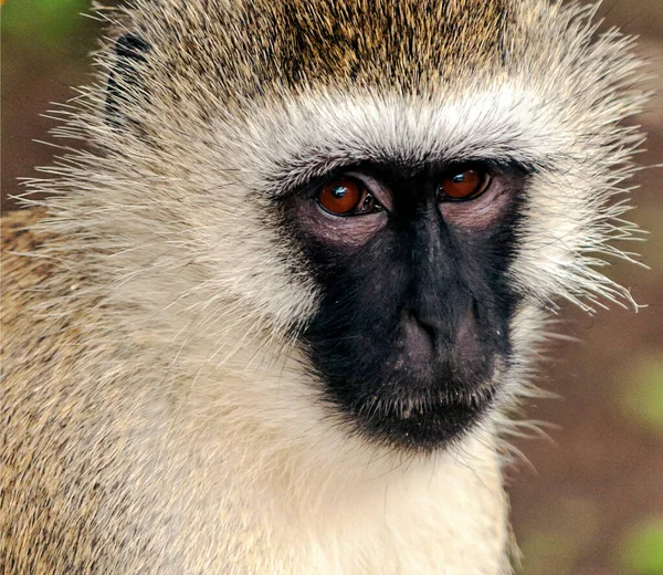 Babouins Assis Dans Forêt Kenya Par Une Journée Nuageuse — Photo