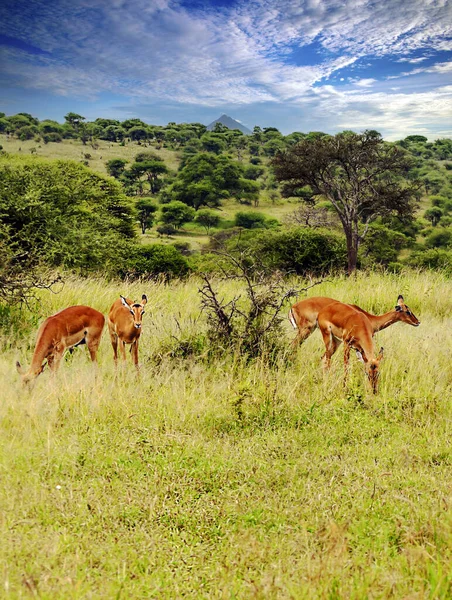 Impalas Meadows Acacias Kenya Cloudy Day Royalty Free Stock Photos