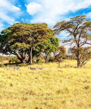Tanzanya 'nın manzarasında gökyüzünde bulutlar olan acacialar.