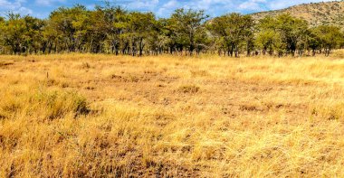 Tanzanya 'nın manzarasında gökyüzünde bulutlar olan acacialar.