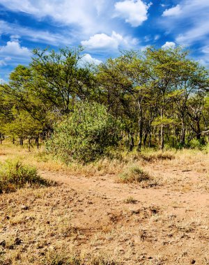 Tanzanya 'nın manzarasında gökyüzünde bulutlar olan acacialar.