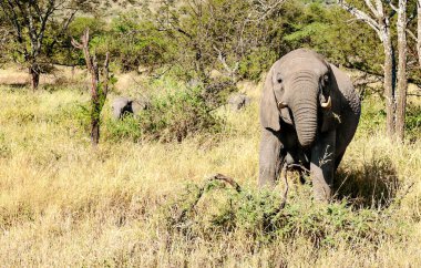 Tanzanya manzarasında filler