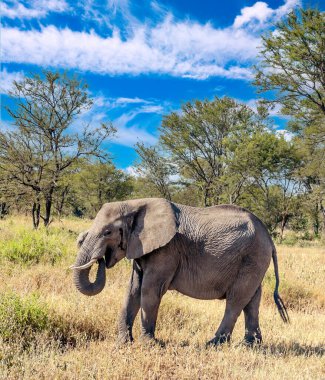 Tanzanya manzarasında filler