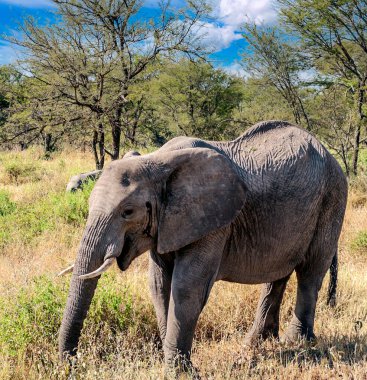 Tanzanya manzarasında filler