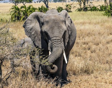 Tanzanya manzarasında filler