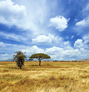 Tanzanya 'nın manzarasında gökyüzünde bulutlar olan acacialar.