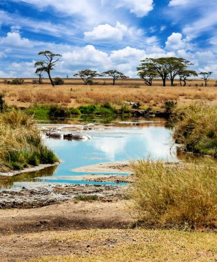 Tanzanya 'nın manzarasında gökyüzünde bulutlar olan acacialar.
