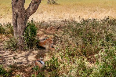 Tanzanya 'nın ovasında dişi aslan.