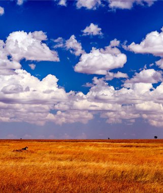 Tanzanya 'daki Ngorogoro vadisi bulutlu bir günde
