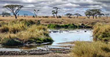 Tanzanya 'nın sularında su aygırı.