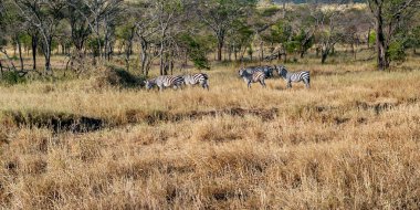Zebralar Tanzanya 'nın Serengheti Milli Parkı' nda