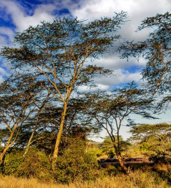 Tanzanya 'nın manzarasında gökyüzünde bulutlar olan acacialar.