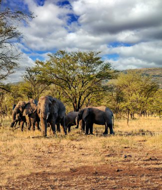 Tanzanya manzarasında filler