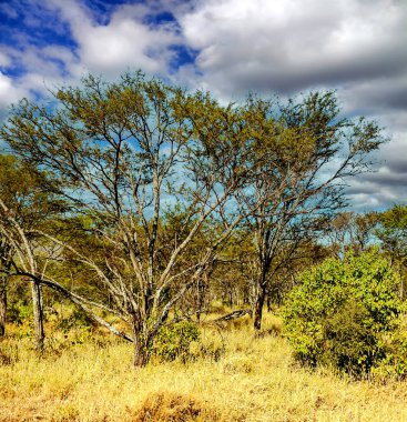 Tanzanya 'nın manzarasında gökyüzünde bulutlar olan acacialar.