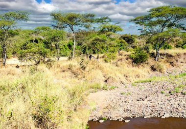 Tanzanya 'nın manzarasında gökyüzünde bulutlar olan acacialar.