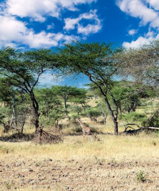 Tanzanya 'nın manzarasında gökyüzünde bulutlar olan acacialar.