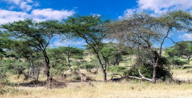 Tanzanya 'nın manzarasında gökyüzünde bulutlar olan acacialar.