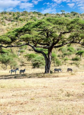 Tanzanya 'nın manzarasında gökyüzünde bulutlar olan acacialar.
